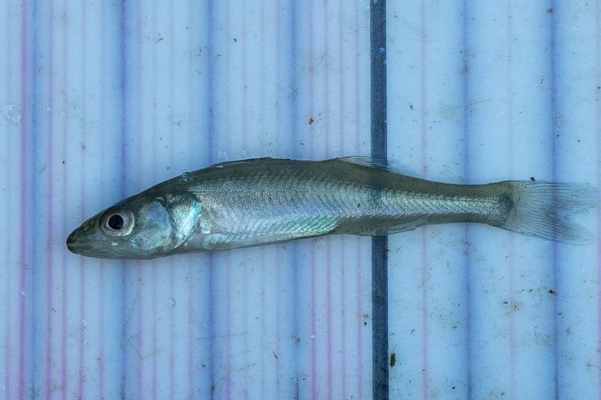 Két méretcsoport alakult ki a Tisza-tavi süllők és sügérek ivadékainál – fotókkal 